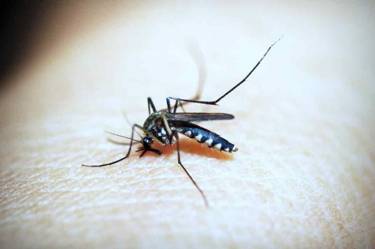 Most Common Illnesses You Get From Mosquito Bites